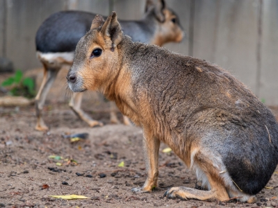 Mara - De Zonnegloed - Animal park - Animal refuge centre 
